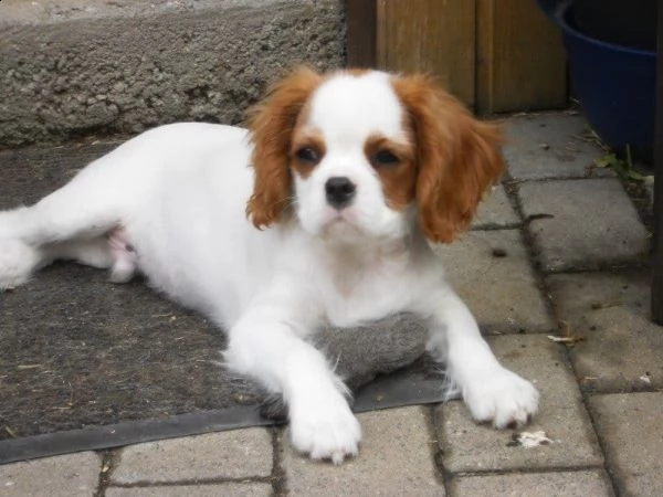 regalo cavalier king cuccioli meravigliosi !