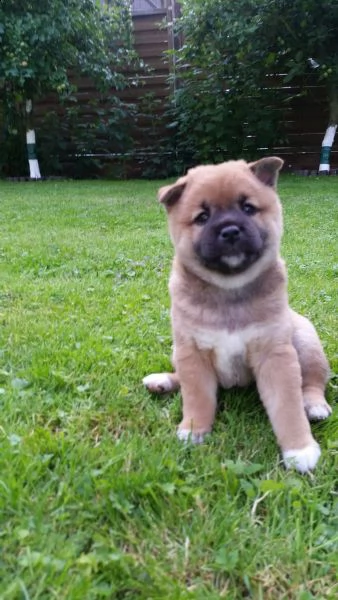  regalo cuccioli di shiba inu