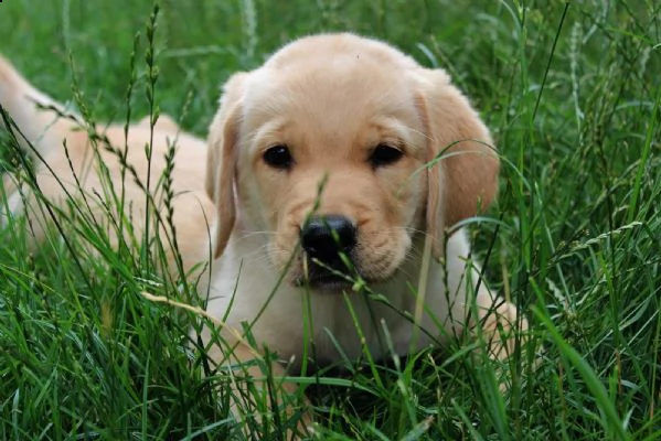  regalo cuccioli labrador