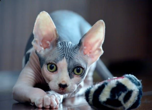 bellissimi gattini sphynx disponibili per l'adozione gratuita.