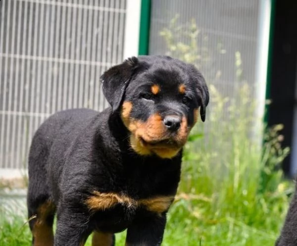 regalo cuccioli di tipo rottweiler con i capelli corti