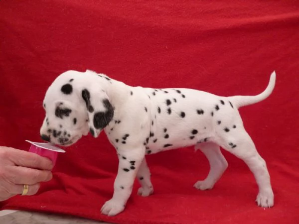  cuccioli di dalmata  femminucce e maschietti disponibili .