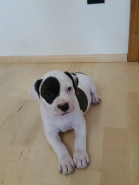 regalo bellissimi maschi e femmine pitbull cuccioli