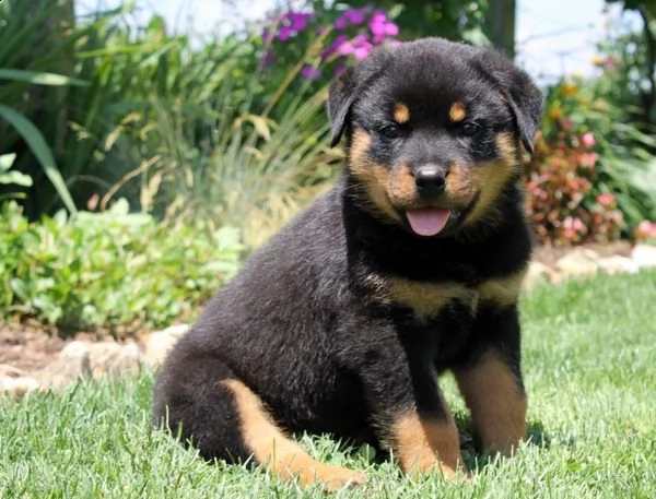 regalo cuccioli di tipo rottweiler con i capelli corti | Foto 0