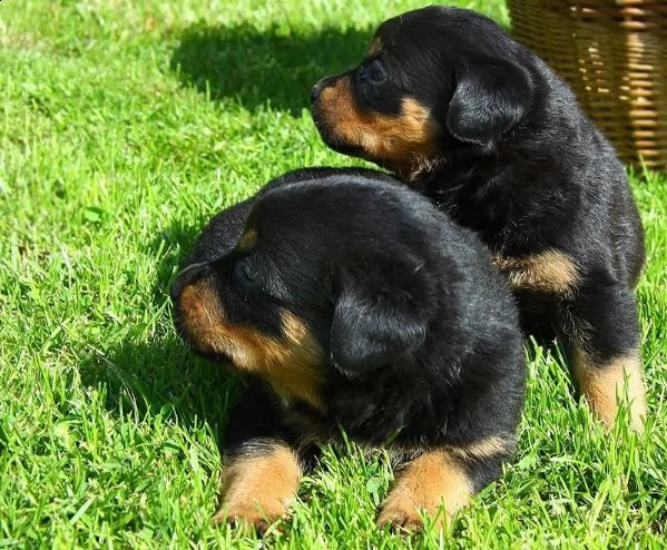  regalo cuccioli dal pelo corto rottweiler