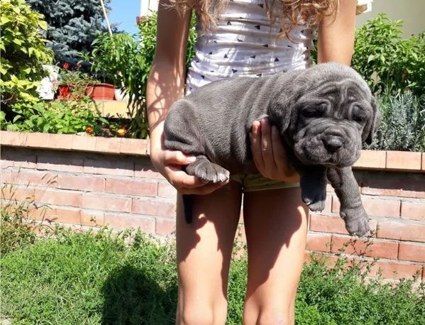  regalo neapolitan mastiff cuccioli meravigliosi ! 