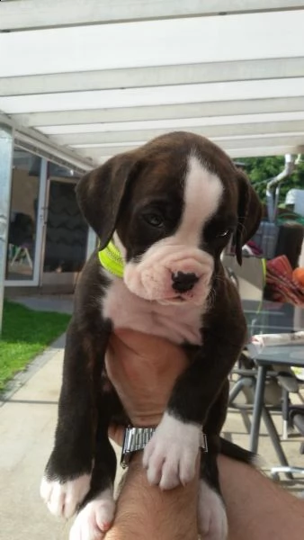  regalo estremamente carino cuccioli di boxer per l'adozione