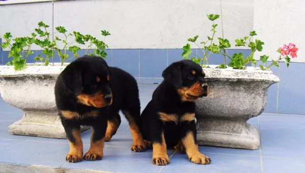 regalo cucciolo di rottweiler con un cappotto duro