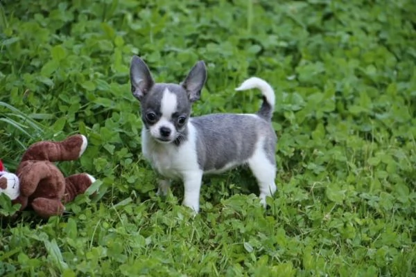  regalo cuccioli dolce e bella chihuahua toy