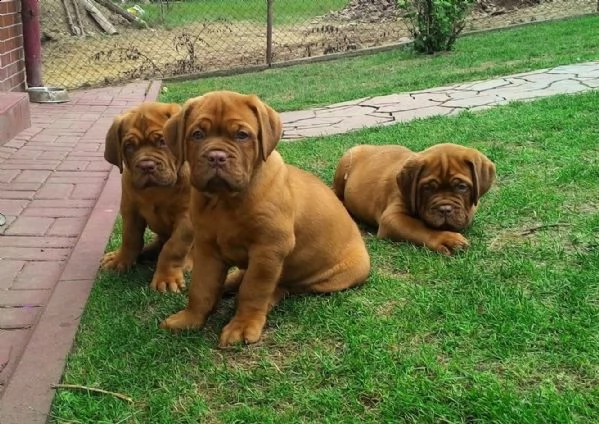 regalo bellissimi maschi e femmine dogue de bordeaux cuccioli