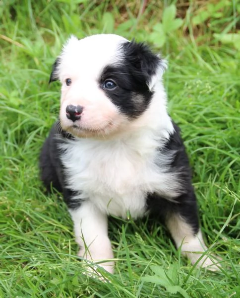 adorabili cuccioli di border collie femminucce e maschietti