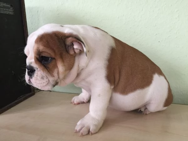  regalo bulldog inglese cuccioli con pedigree