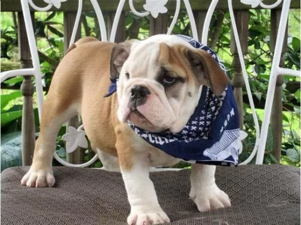  regalo bulldog cuccioli disponible