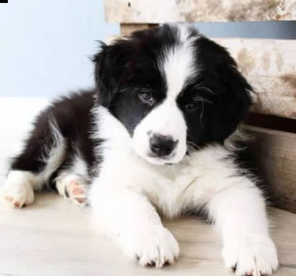 bellissimi cuccioli di border collie per l'adozione