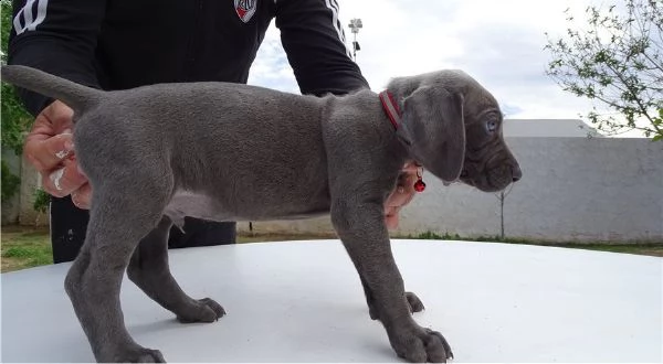 cuccioli di weimaraner per adozione