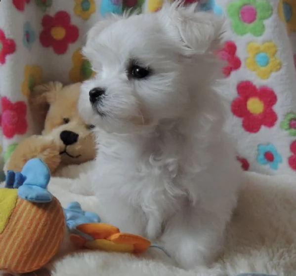  adorabili cuccioli malteser  femminucce e maschietti disponibili