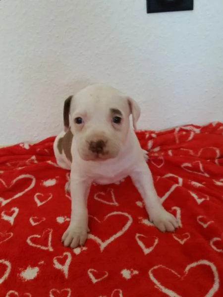  regalo cuccioli di pitbull