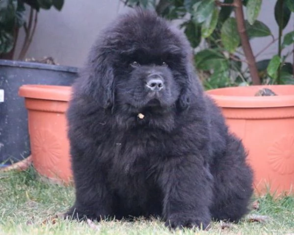 cuccioli di cane di terranova | Foto 1