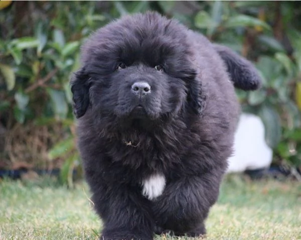 cuccioli di cane di terranova