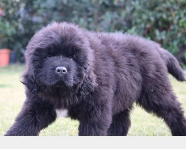 cuccioli di cane di terranova | Foto 0