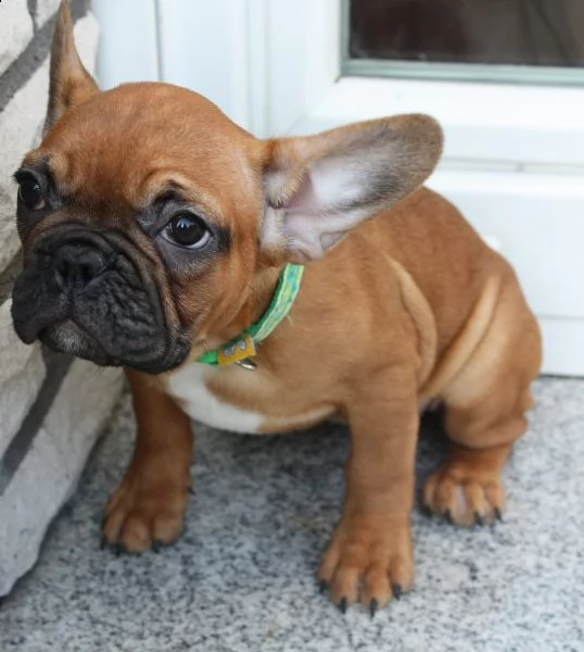  cuccioli di bulldog francese per l'adozione