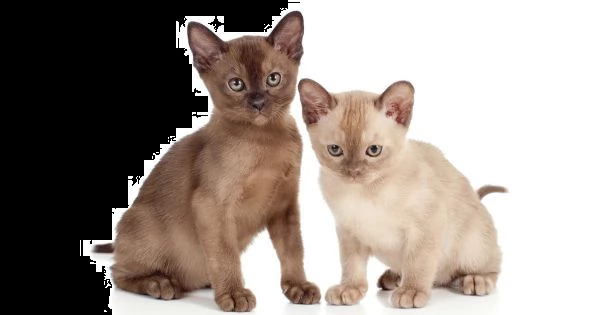 bellissimi gattini burmese  disponibili per l'adozione gratuita.