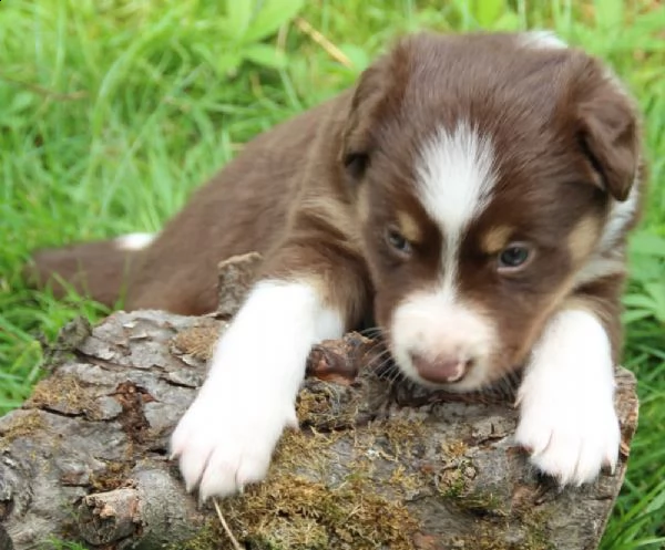  adorabili cuccioli di border collie femminucce e maschietti