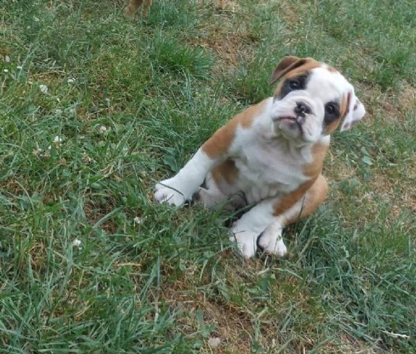  regalo bulldog inglese cuccioli con pedigree