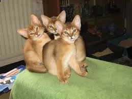 bellissimi gattini burmese disponibili per l'adozione gratuita.