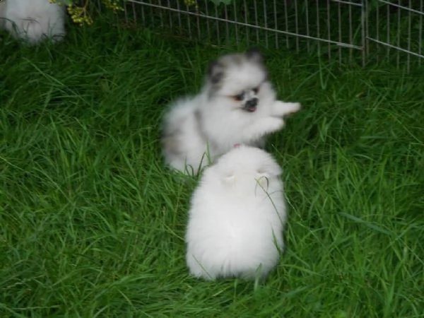  regalo pomerania cuccioli (maschio e femmina)