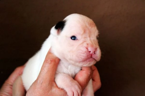  regalo cuccioli di boxer