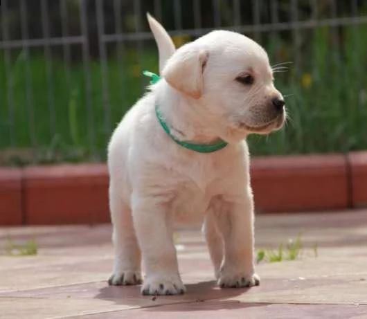  regalo bello labrador  cuccioli maschi e femmine