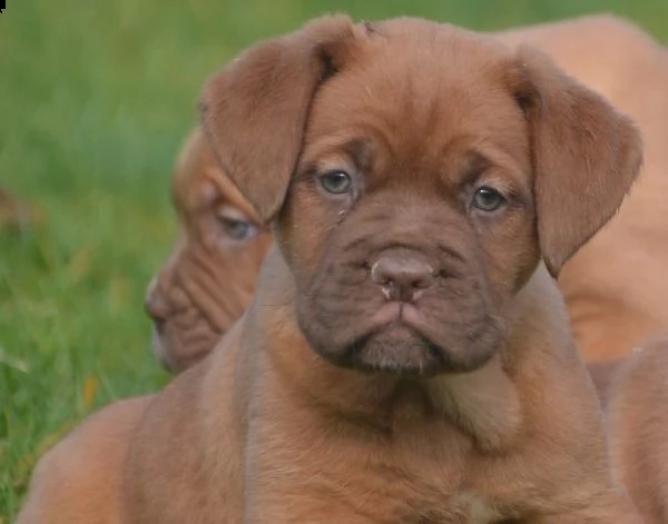 regalo bellissimi maschi e femmine dogue de bordeaux cuccioli