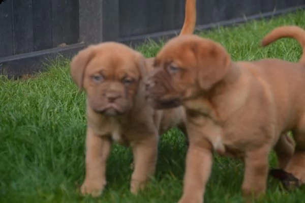  regalo cuccioli di dogue de bordeaux