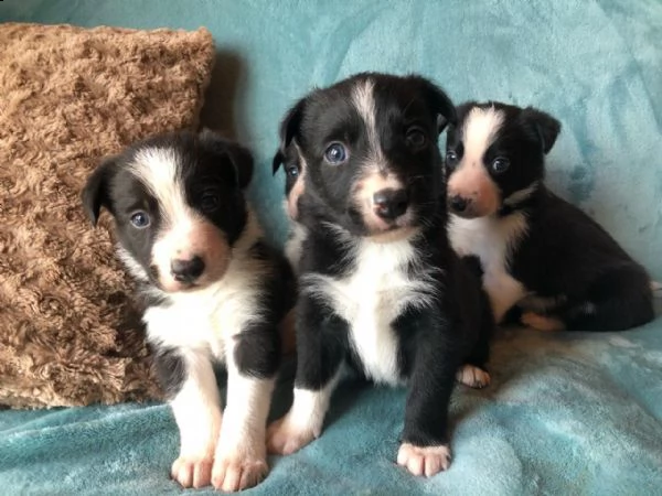 splendidi cuccioli di border collie