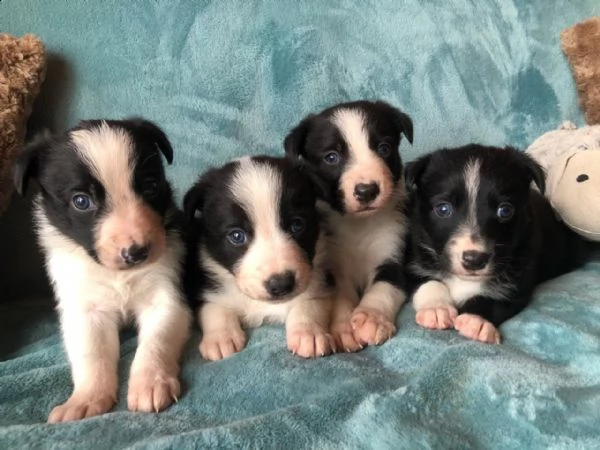 splendidi cuccioli di border collie | Foto 0