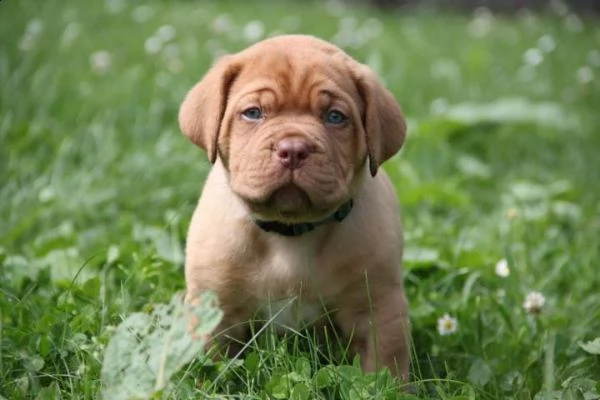 regalo bellissimi maschi e femmine dogue de bordeaux cuccioli