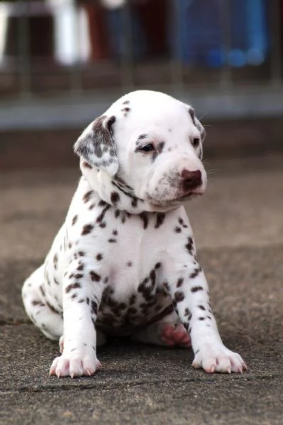  cuccioli di dalmata  femminucce e maschietti disponibili .