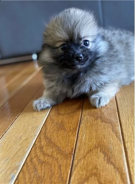 regalo pomerania cuccioli (maschio e femmina)