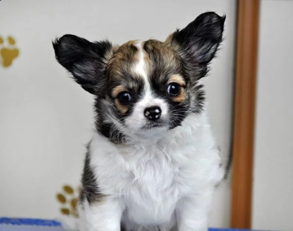  regalo cuccioli dolce e bella chihuahua toy