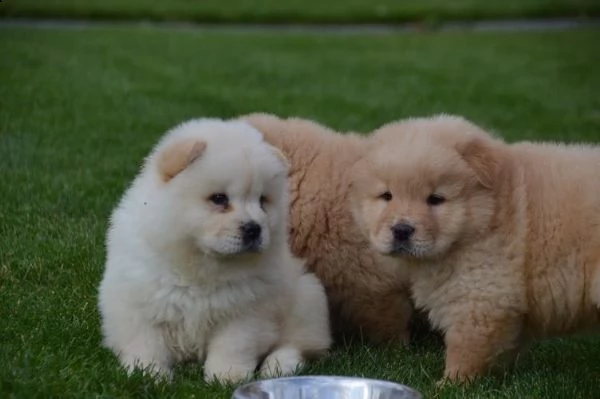 regalo cuccioli di chow chow