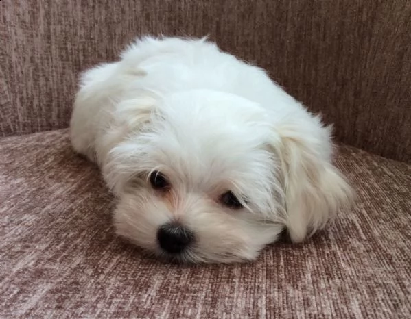 regalo adorabili cuccioli mini maltese  femminucce e maschietti