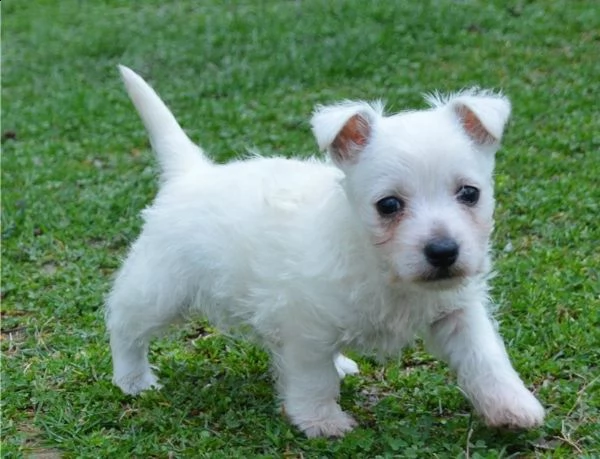 regalo adorabili cuccioli  west highland terrier bianco femminucce e maschietti disponibili