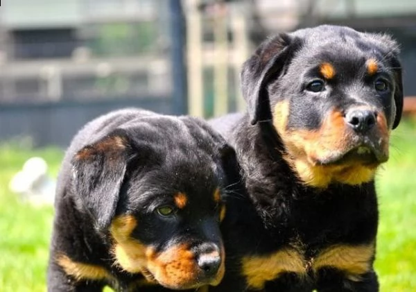  regalo cuccioli dal pelo corto rottweiler