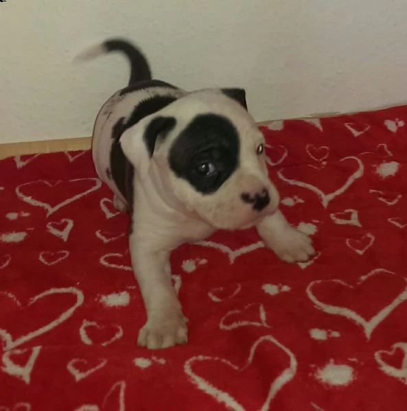 regalo cuccioli di pitbull