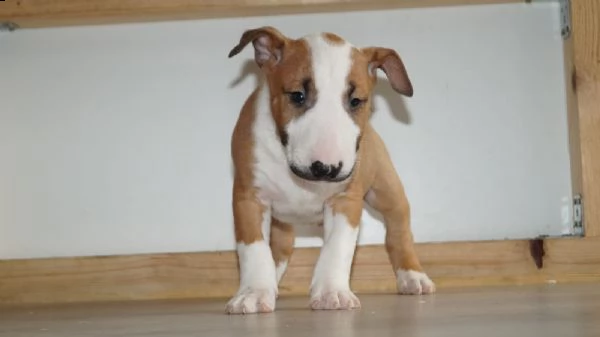  adorabili cuccioli di bull terrier  femminucce e maschietti disponibili