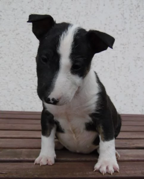  adorabili cuccioli di bull terrier  femminucce e maschietti disponibili 