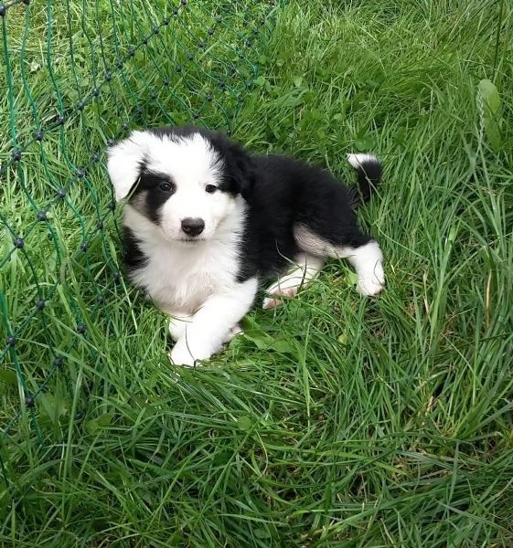  cuccioli di border collie femminucce e maschietti disponibili per