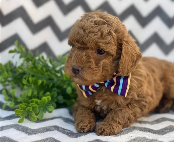 regalo barboncino cuccioli