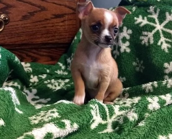 regalo chihuahua cuccioli meravigliosi ! 